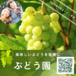 岐阜県多治見市で2026年9月1日にオープンを目指す安江ぶどう園